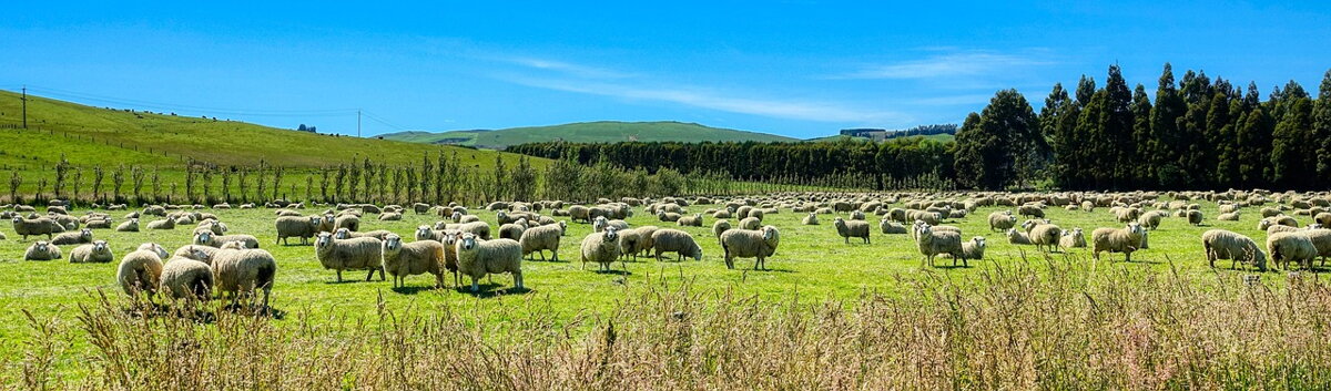 Merino ovce vlna Manymonths Merino ovce vlna Manymonths